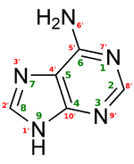 Structure de la 9H-Adénine