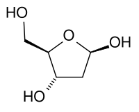 Structure cyclique (furanose) du désoxyribose