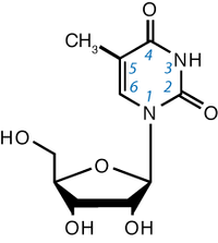 Structure de la ribothymidine