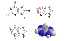 Structure et représentation de la 9H-Purine ou (3H-imidazo)[4,5-d]pyrimidine