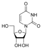 structure chimique de l'uridine